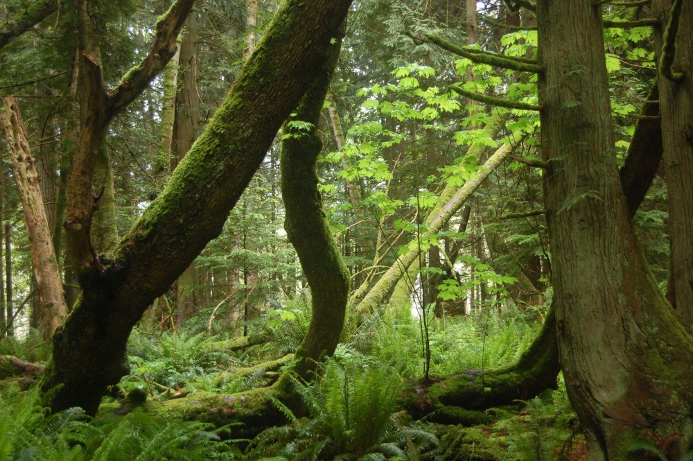 FSC CERTIFICATION